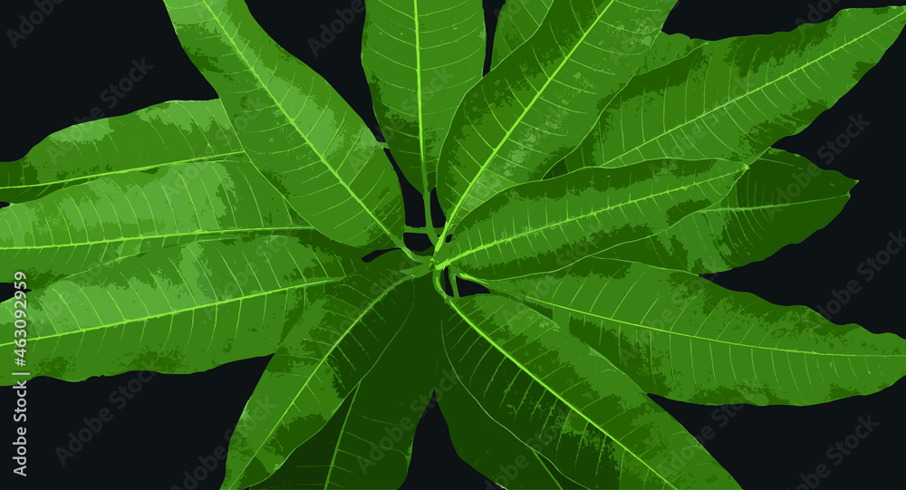 fresh mango tree branch and leaves vector illustration fresh mango tree branch and leaves vector illustration