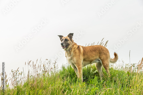 Portrait of a mongrel Malinois x Spanish mastiff standing posing in focus with half standing ears between long grass on a hill between long grass against neutral white background © photodigitaal.nl
