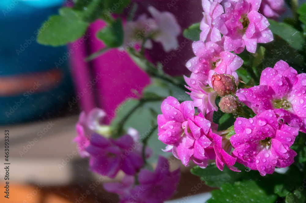 Fototapeta premium Pink flowers. Background with purple flowers. Water drops on flowers. Background with wet flowers.