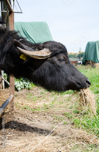 Profile of a breeding buffalo eating hay