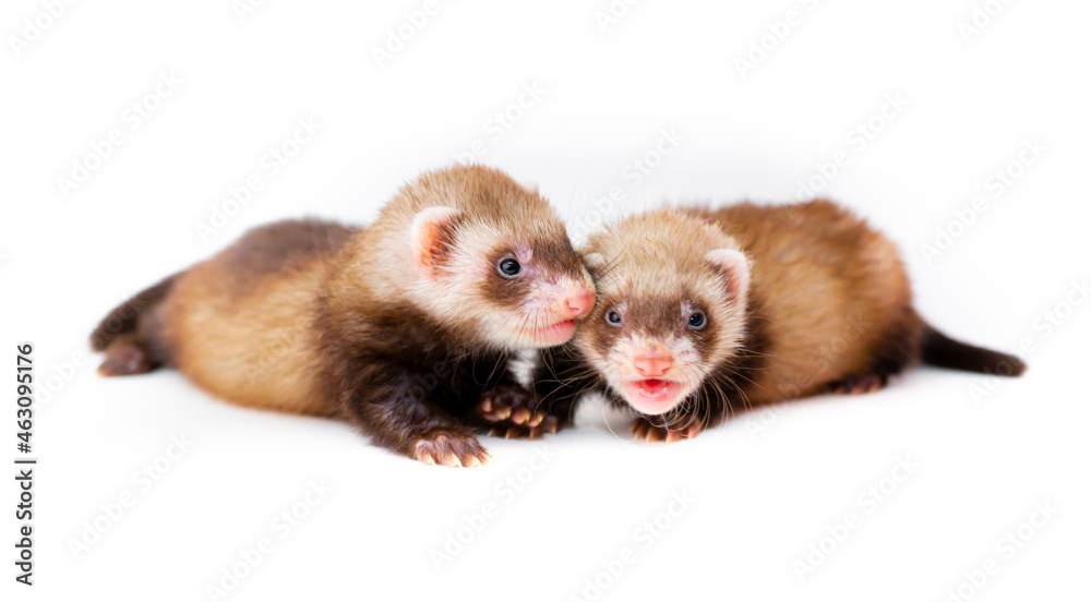 Ferret puppy on a white background. Pet's chocolate color. Little baby ermine, weasel, marten. Ferret puppy on a white background. Pet's chocolate color. Little baby ermine, weasel, marten.