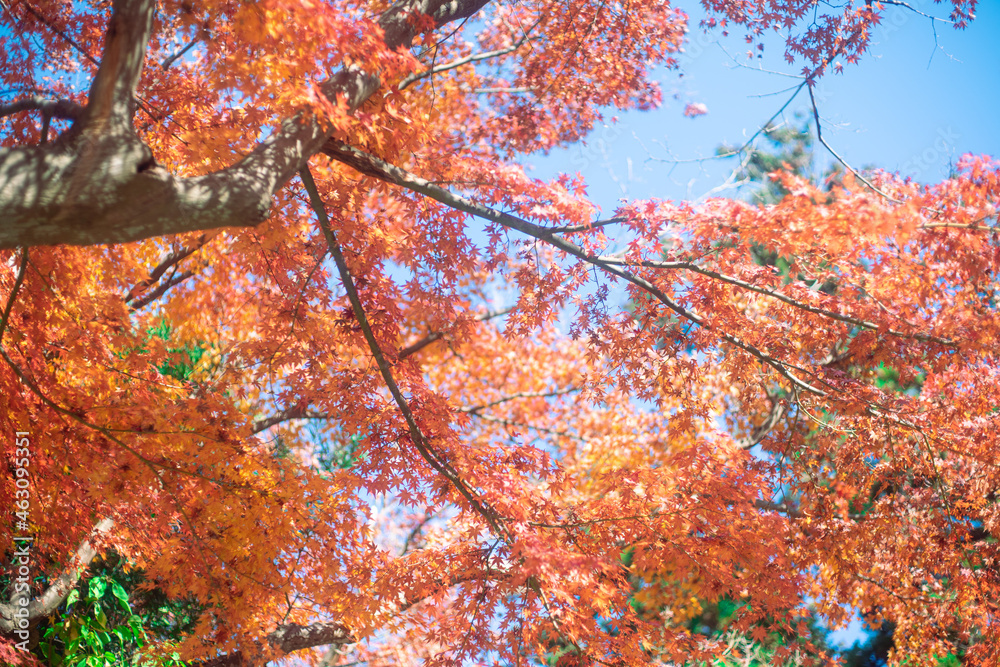 紅葉と青空