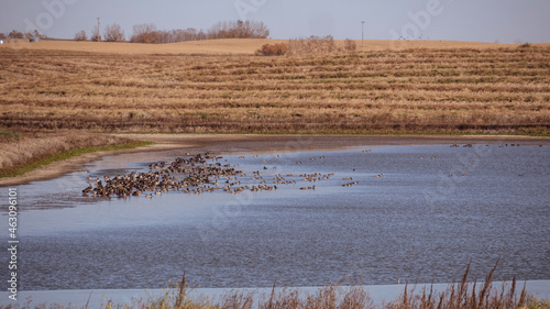 Ducks on water photo