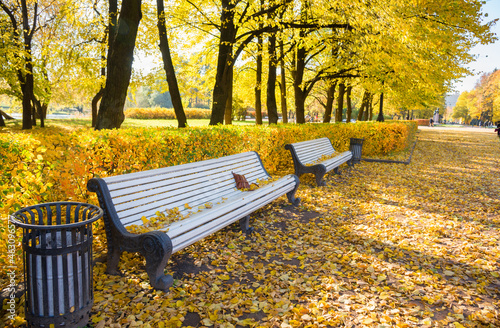 Fototapeta White benches in an autumn park covered with yellow leaves on a sunny day