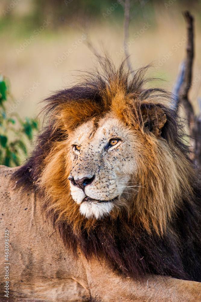 Portrait of a male lion in the Masai Mara in Kenya