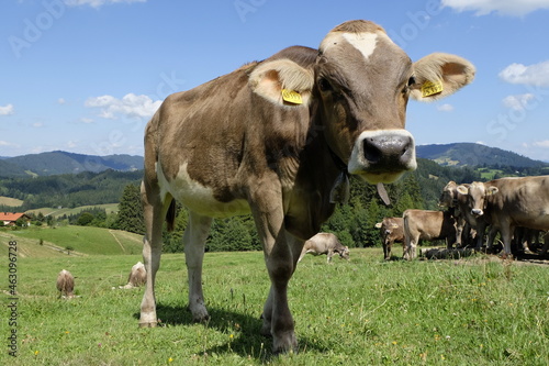 Allgäuer Braunvieh