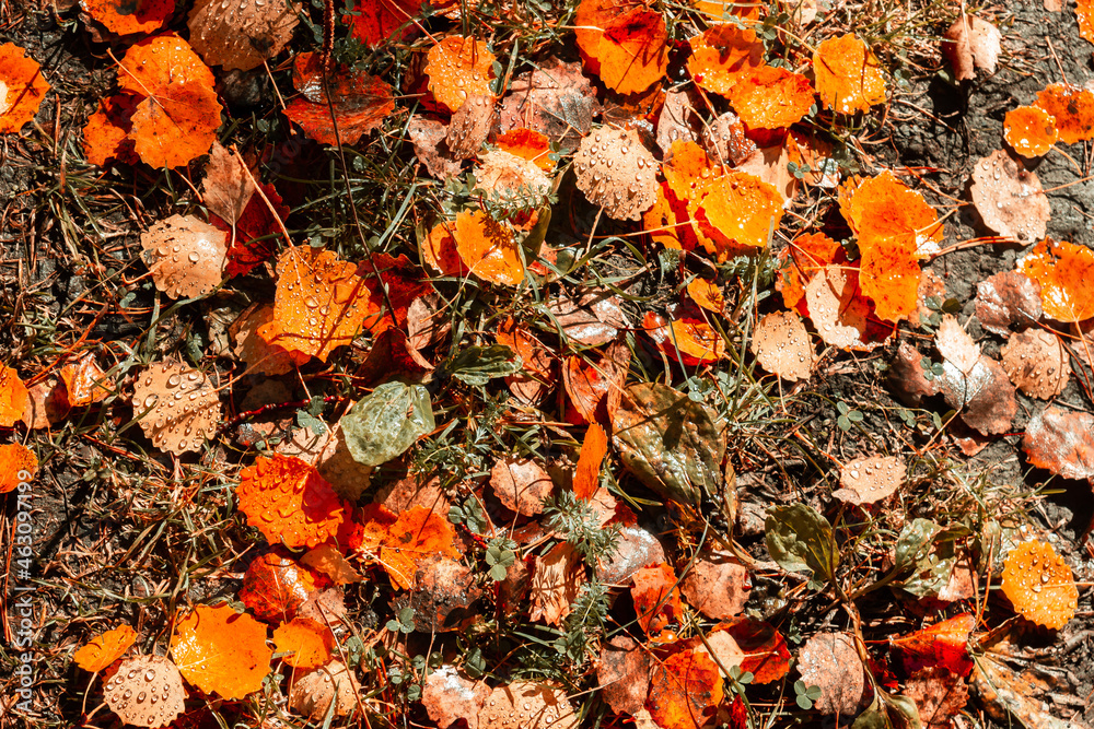 Multicolored autumn leaves of birch and needles. Autumn natural texture