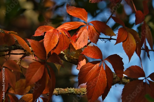 Herbst Natur Outdoor Farben 