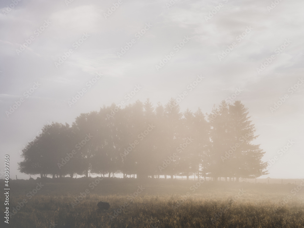 rangée de sapin dans le brouillard sur le plateau de l'aubrac
