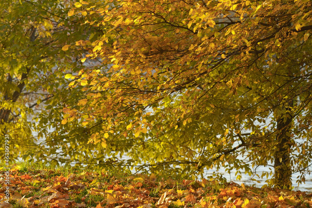 Background of golden leaves. Bright sunny autumn day. Yellow lush foliage in the Moscow public park. Blue water of Moscva river as background. Natural pattern. Background of golden leaves. Bright sunny autumn day. Yellow lush foliage in the Moscow public park. Blue water of Moscva river as background. Natural pattern.