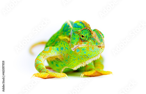 Chameleon close up. Multicolor beautiful reptile with colorful bright skin on a white background. Disguise and bright skins concept. Exotic tropical pet.