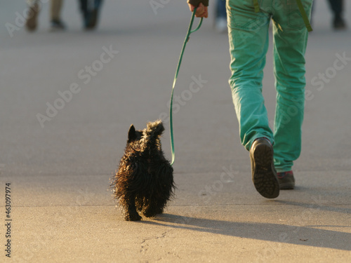 Somebody walking dog. Small pocket dog. Russian Black Terrier sman in he lake. He is wet. Beautiful lovely pet. Lifestyle concept. Low angle viewю Backs. rear view.