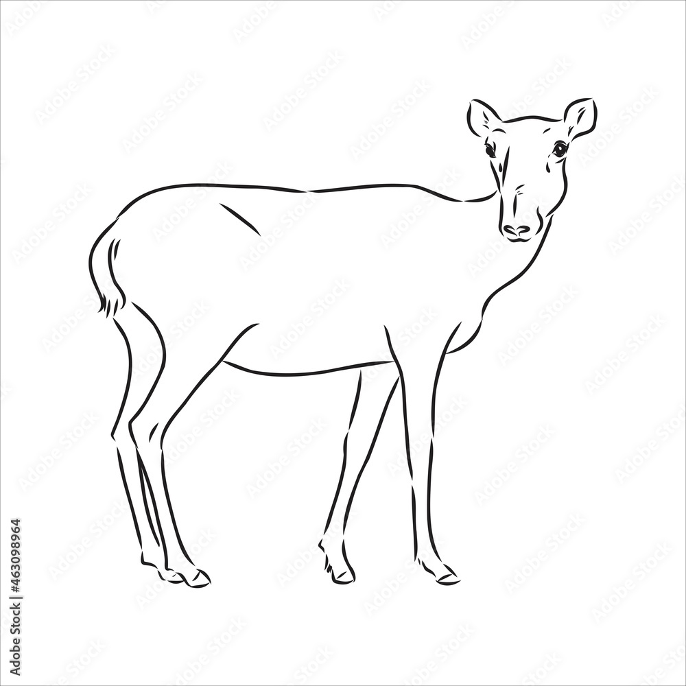 Fototapeta premium vector silhouette saiga on white background saiga animal vector