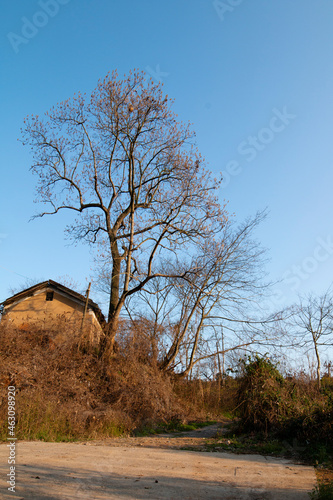 Fototapeta Naklejka Na Ścianę i Meble -  a bare tree next to old house 