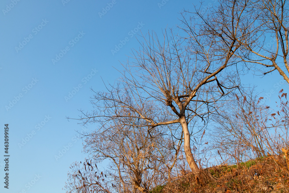 tree in the winter tree in the winter