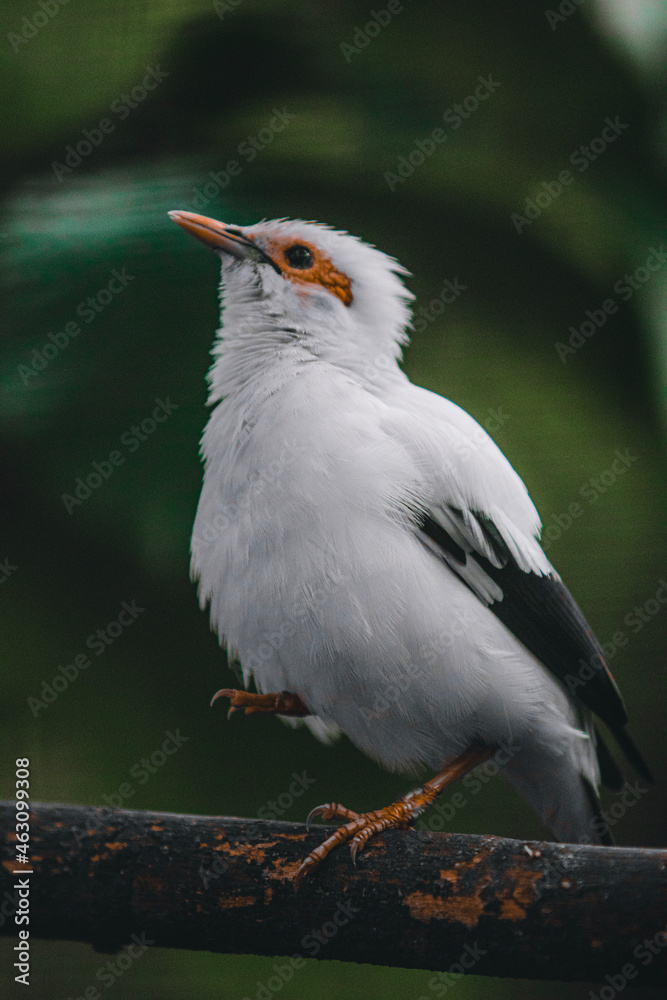 Animal breeding (rare birds) in one of the cities in Indonesia Animal breeding (rare birds) in one of the cities in Indonesia