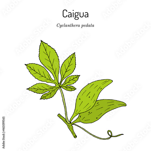 Caigua (Cyclanthera pedata), edible and medicinal plant. photo