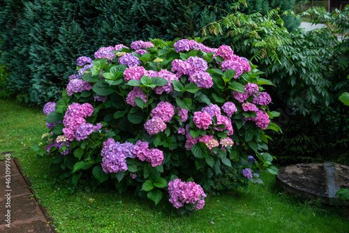 a large hydrangea shrub strewn with large pink flowers