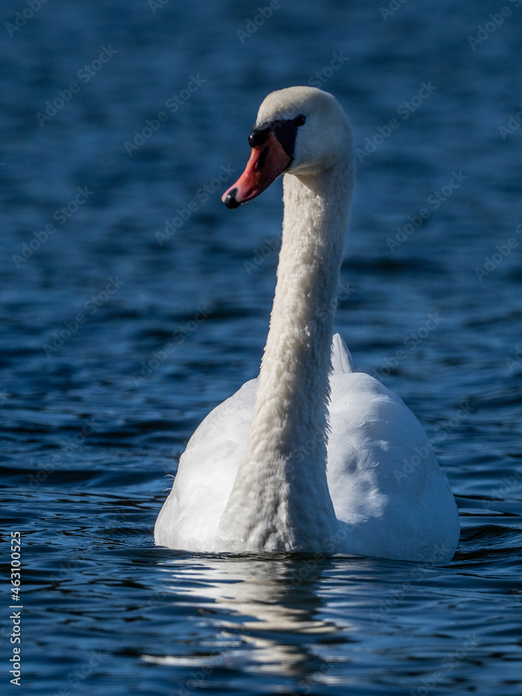 Fototapeta premium Schwan