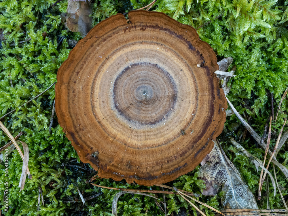 Fototapeta premium Pilz