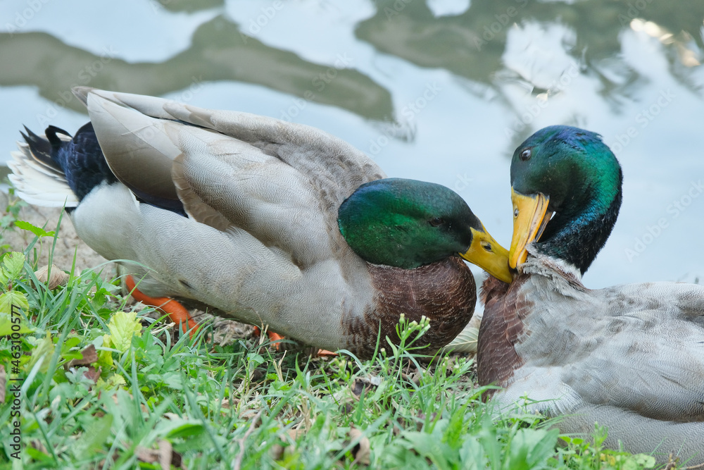 Fototapeta premium Anatre sulle rive di un canale.