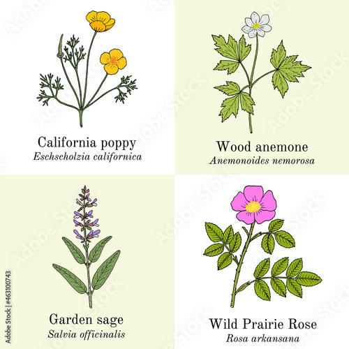 Set of edible and medicinal plants