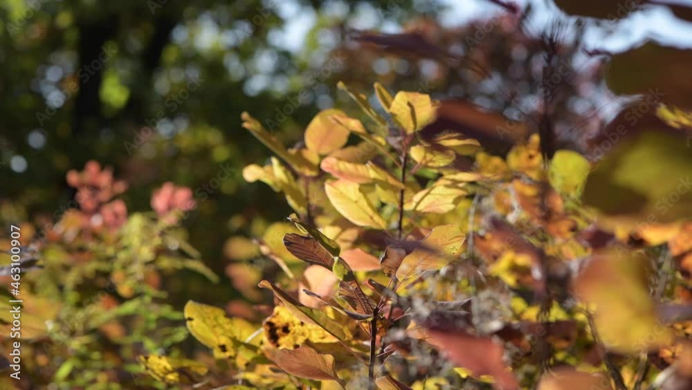 Natural fall background copy space of colorful autumn foliage sway on wind, serene forest plants during sunny day Natural fall background copy space of colorful autumn foliage sway on wind, serene forest plants during sunny day