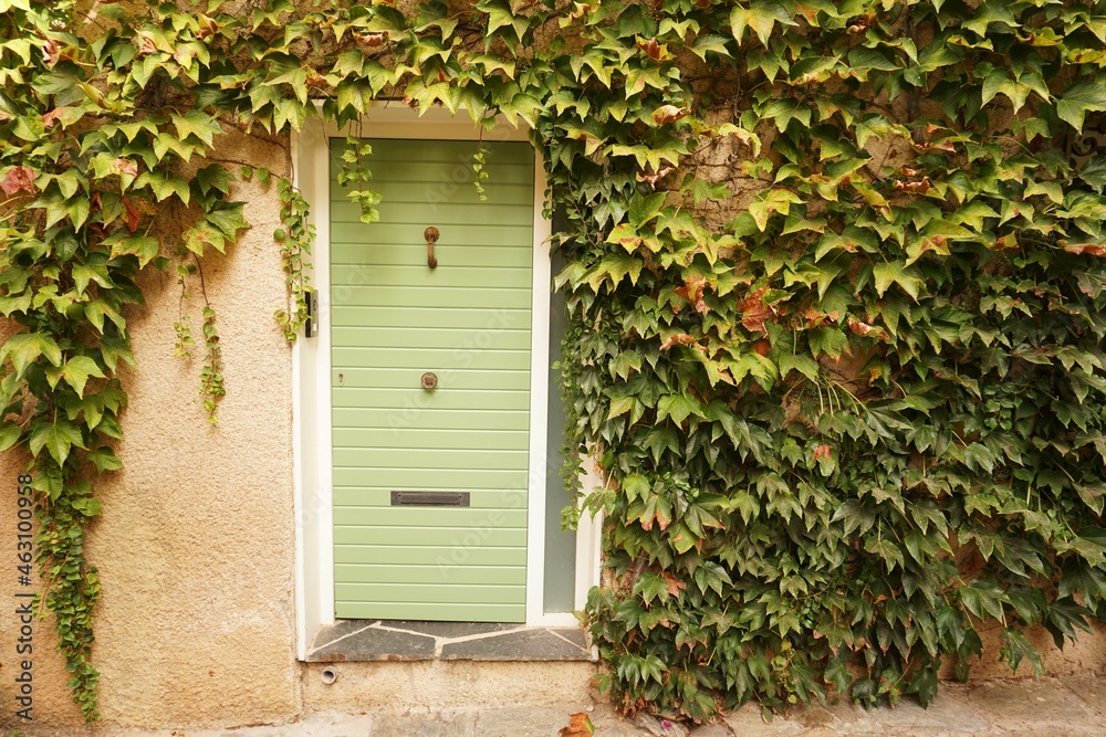 House front featuring green door and climbing plant in Mediterranean seaside village of Collioure in Pyrenees-Orientales Department,  southern France