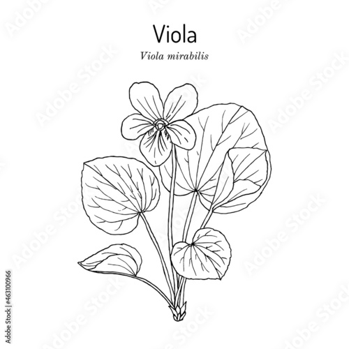 Viola mirabilis, medicinal plant. Hand drawn vector illustration