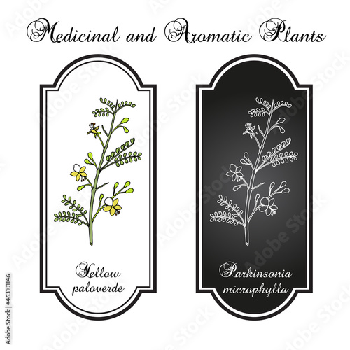 Yellow palo verde or little-leaved paloverde (Parkinsonia microphylla), edible and ornamental plant