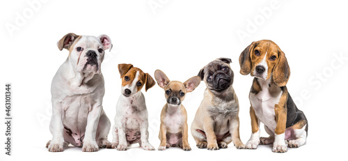 Fototapeta Naklejka Na Ścianę i Meble -  Group of purebred Dogs in a row, pets, isolated on white