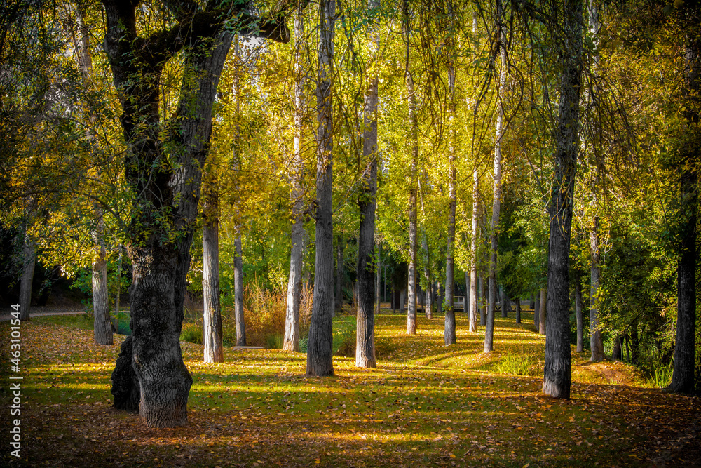 Fototapeta premium autumn in the park