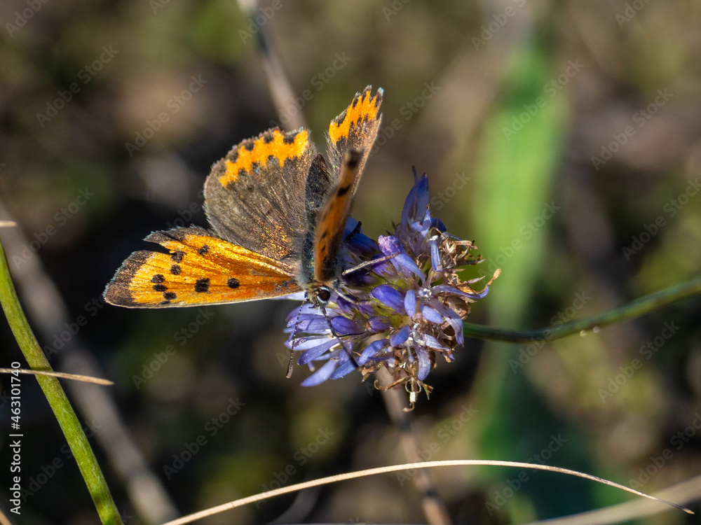 Schmetterling Schmetterling