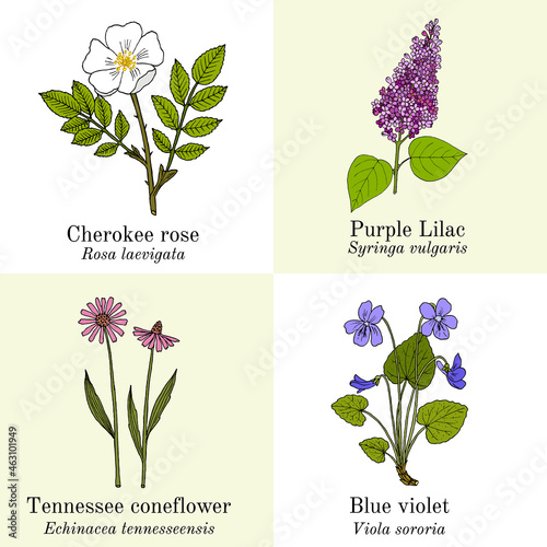 Set of garden flowers. Hand drawn vector illustration