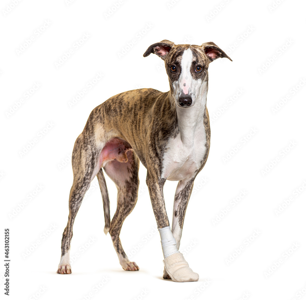 injured whippet dog sitting, bandaged paw,  isolated on white