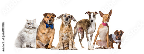 Canvas Print Group of sick, blind, injured, disabled dogs and cat in a row, isolated on white