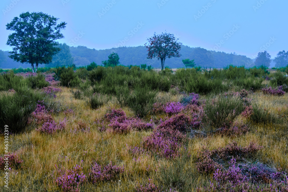 Pacthes of purple heather blooming on Westerheide moorland in Hilversum, The Netherlands.