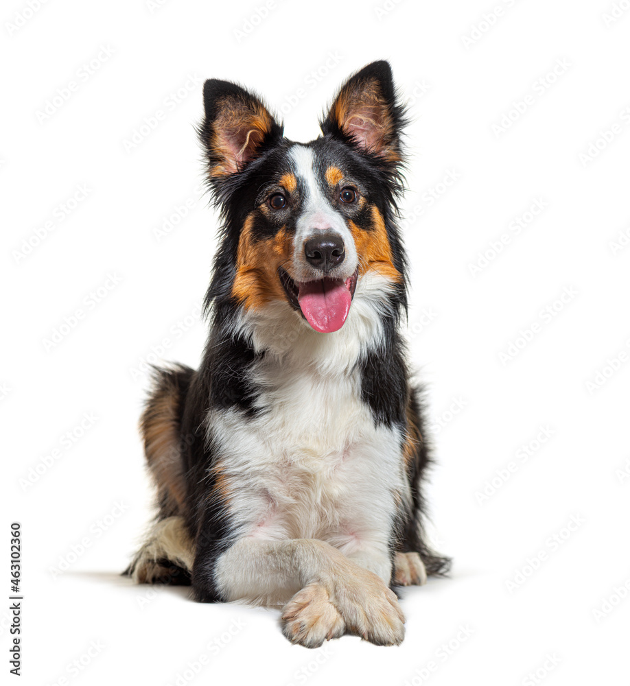 Border collie lying down and panting, crossed arms during a training session