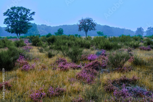 Pacthes of purple heather blooming on Westerheide moorland in Hilversum  The Netherlands.