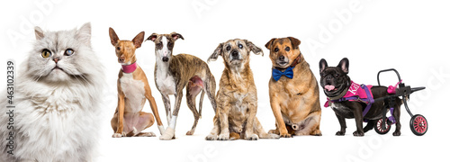 Group of sick, blind, injured, disabled dogs and cat in a row, isolated on white