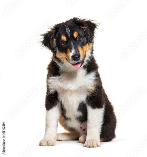 Fototapeta Naklejka Na Ścianę i Meble -  Black and tan Puppy Miniature American Shepherd, fourteen weeks old