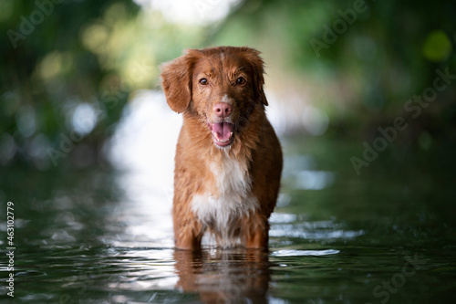 Pies stojący w wodzie