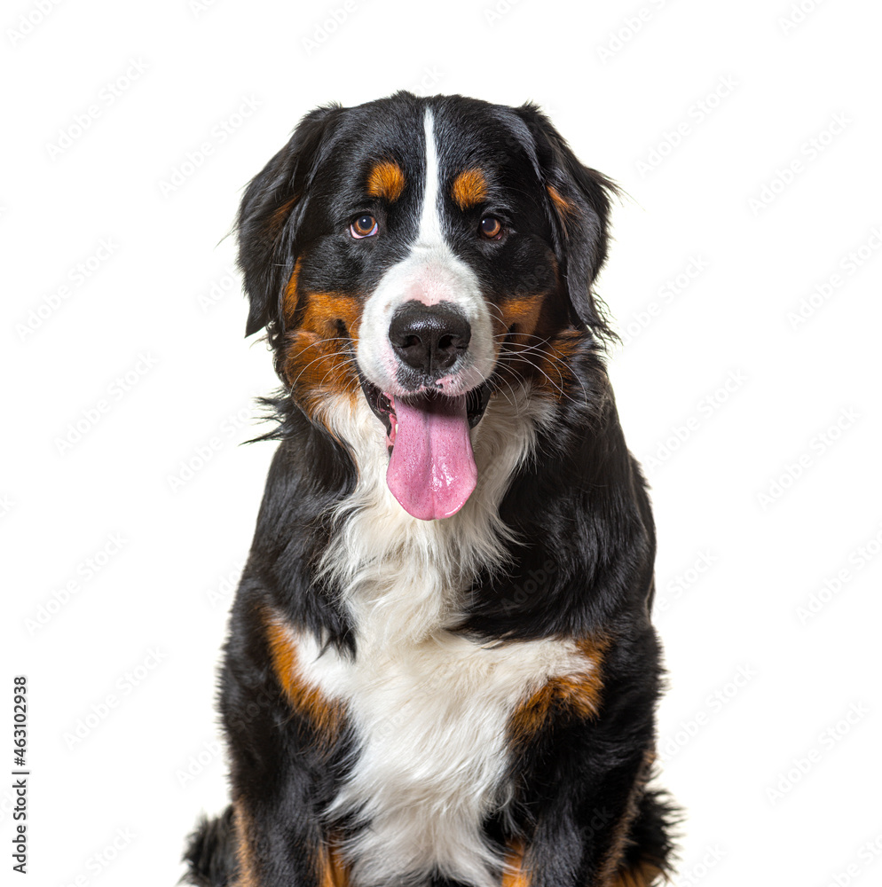 Close up on Tricolor Bernese Mountain Dog sitting, looking at camera and panting isolated on white