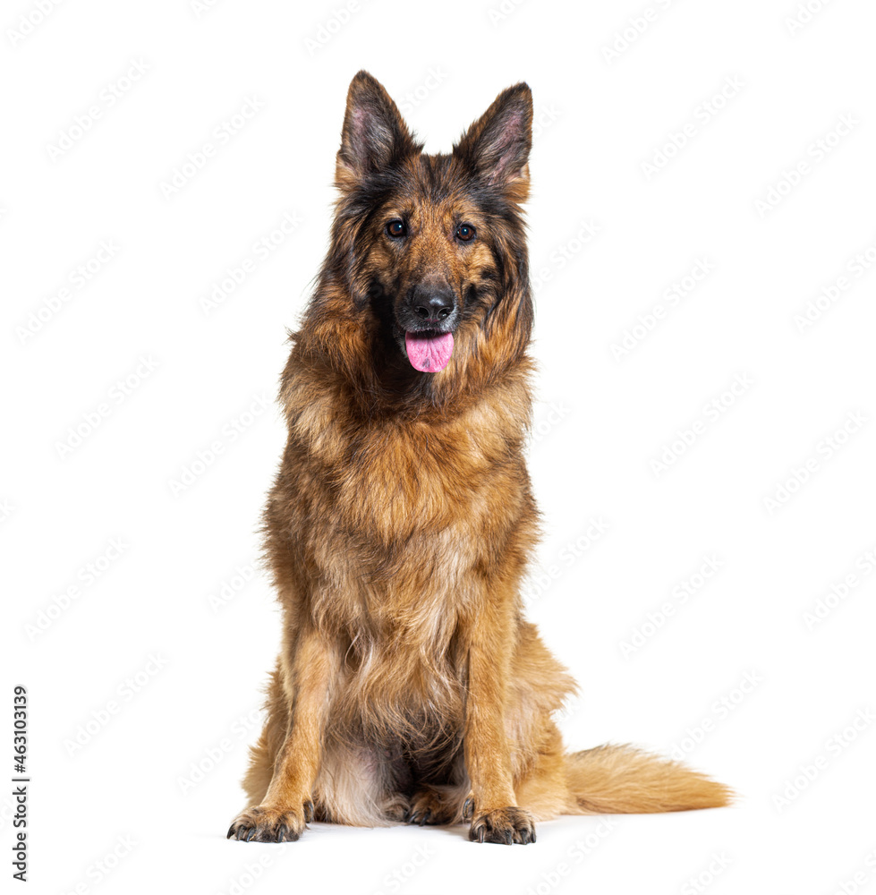 Old German shepherd dog, sitting and panting, isolated on white