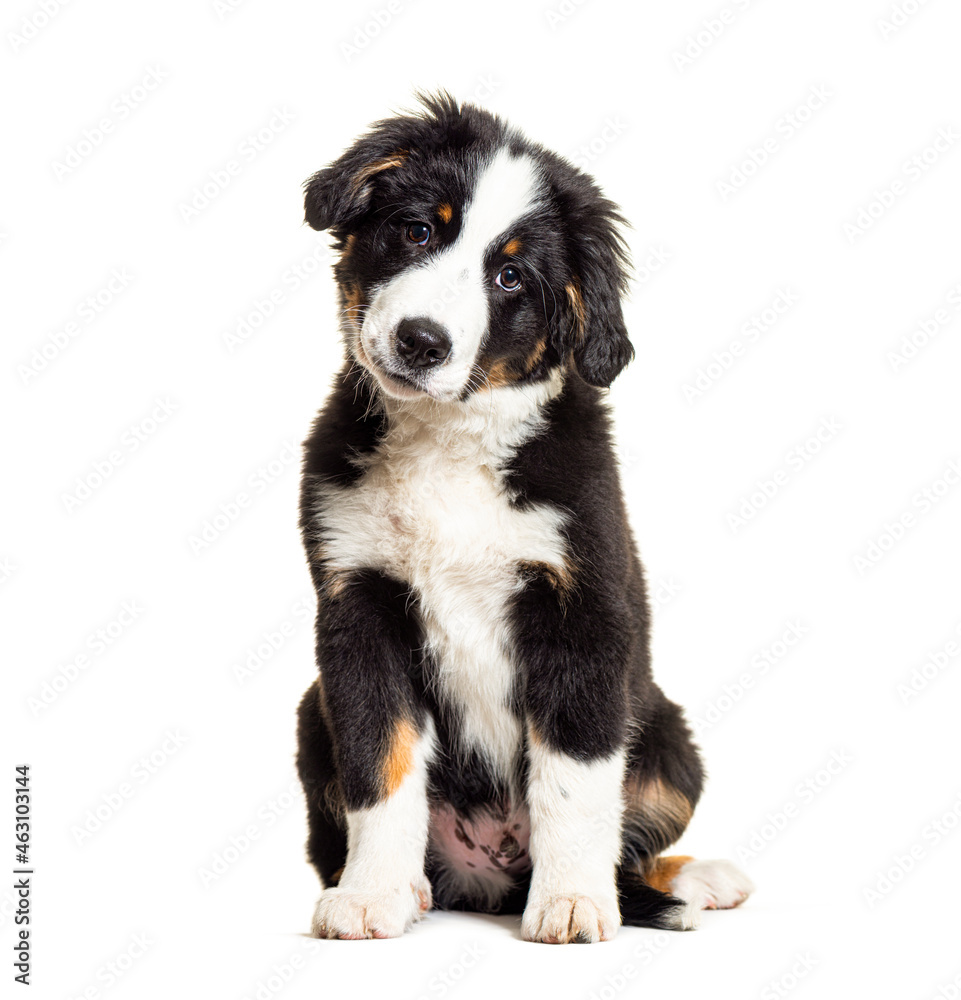 Puppy Bordernese dog. Mixedbreed Border Collie and Bernese Mountain Dog; three months old