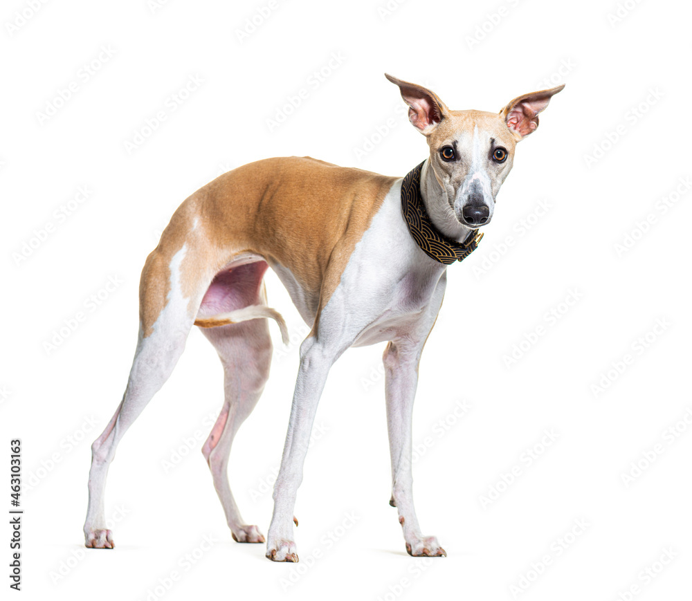 Standing Whippet dog wearing a collar, isolated on white