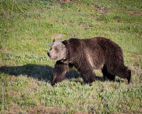 Male grizzly Bear