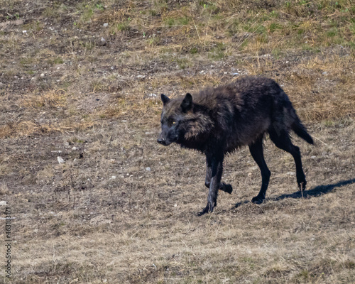 Black Wolf Walking