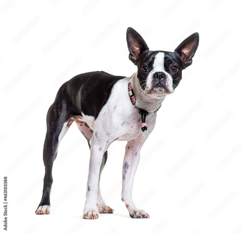 Boston terrier wearing a collar pink dog and standing in front, isolated on white