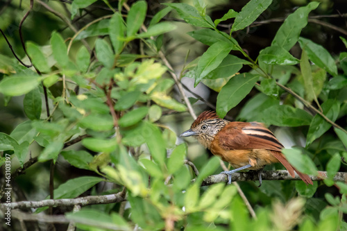 A small female bird among the green foliage, Thamnophilus doliatus . photo